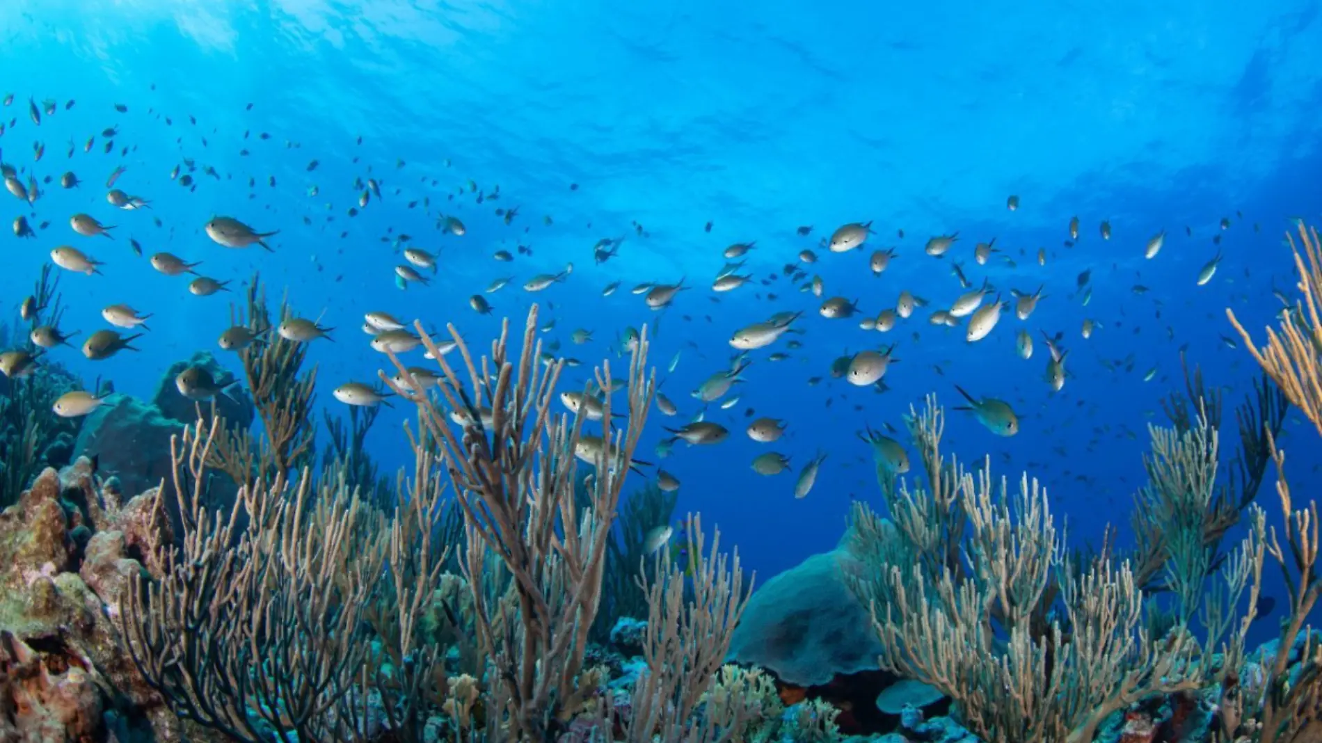 Oceana llama a proteger la biodiversidad de los arrecifes Alacranes y Bajos del Norte